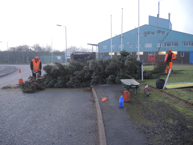 tree work in essex